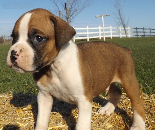 Adorabili boxer cuccioli disponibili per adozione,