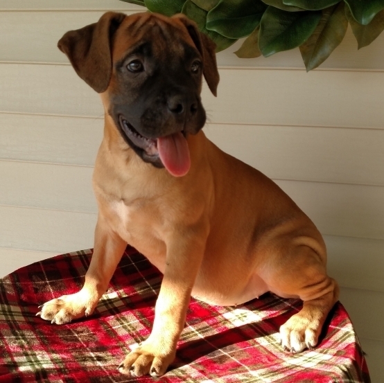 Regalo abbiamo cuccioli di BullMastiff
