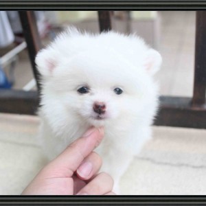 Regalo Volpini cuccioli di pomerania