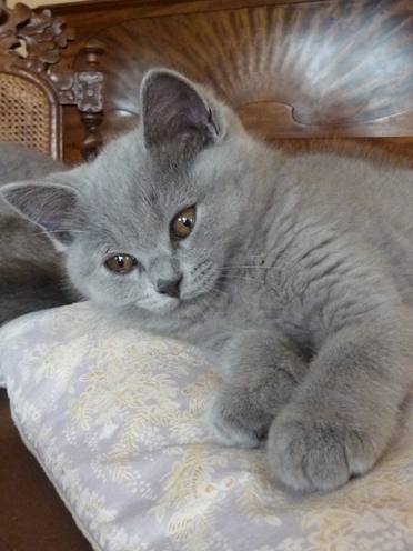 Cuccioli di British shorthair femminucce e maschietti disponibili per l'adozione
