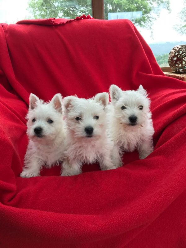  Regalo Cuccioli di West Highland Terrier in pronta consegna i cuccioli verranno Dato dopo 90 giorni