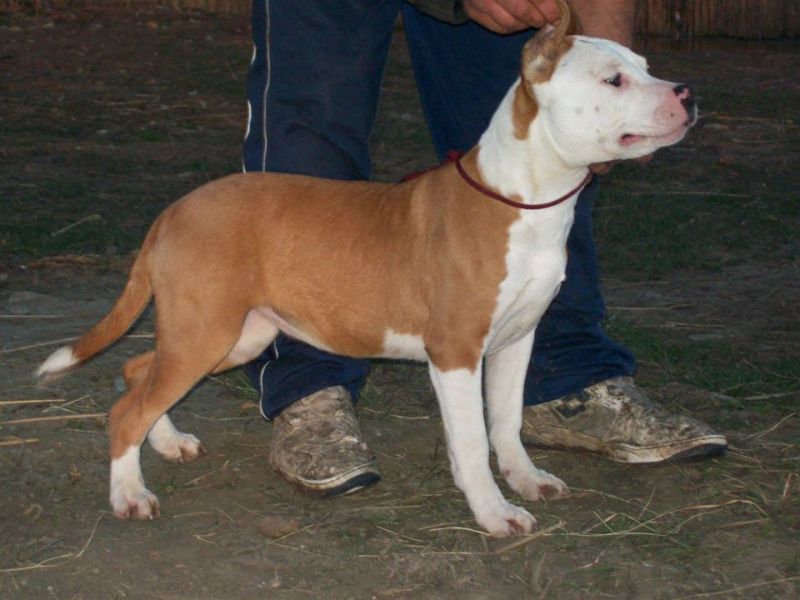Pagina 78 Regalo Cachorro De Bobtail 2018