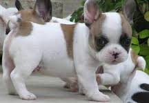 Adorabili cuccioli di bouledogue femminucce e maschietti disponibili per l'adozione cuccioli sono va