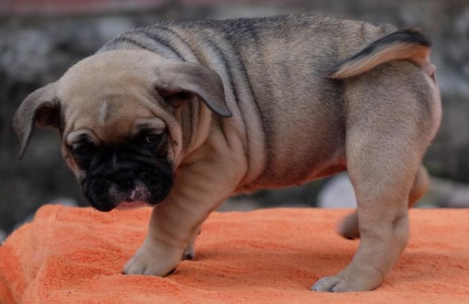   cuccioli di bulldog inglise  per adozione ( regalo  )