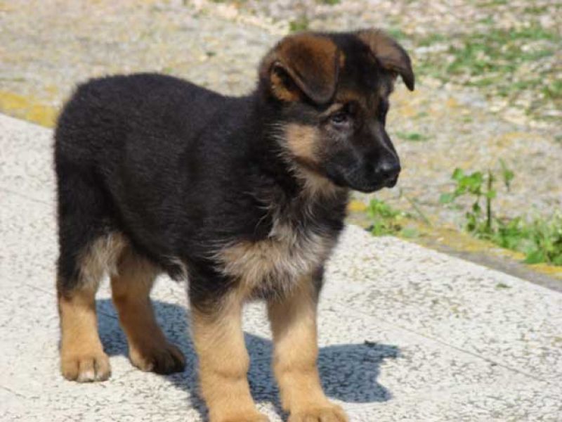 REAGLO Cuccioli di Pastore Tedesco  Disponibilità immediata cuccioli di Pastore tedesco selezionati 