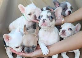 Adorabili cuccioli di bulldog francese in adozione