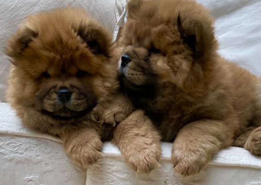 Adorabili cuccioli di chow chow IN ADOZIONE GRATUITI