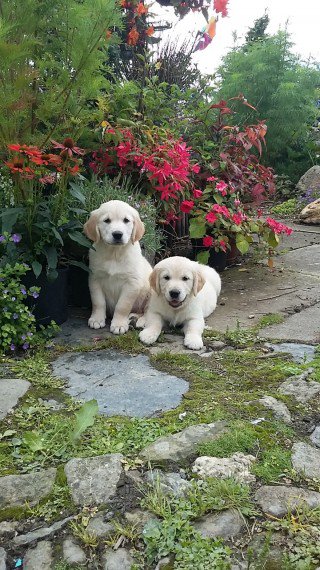 Regalo  GOLDEN RETRIEVER cuccioli tutti miei nati in casa da genitori sempre di mia propriet� e tran