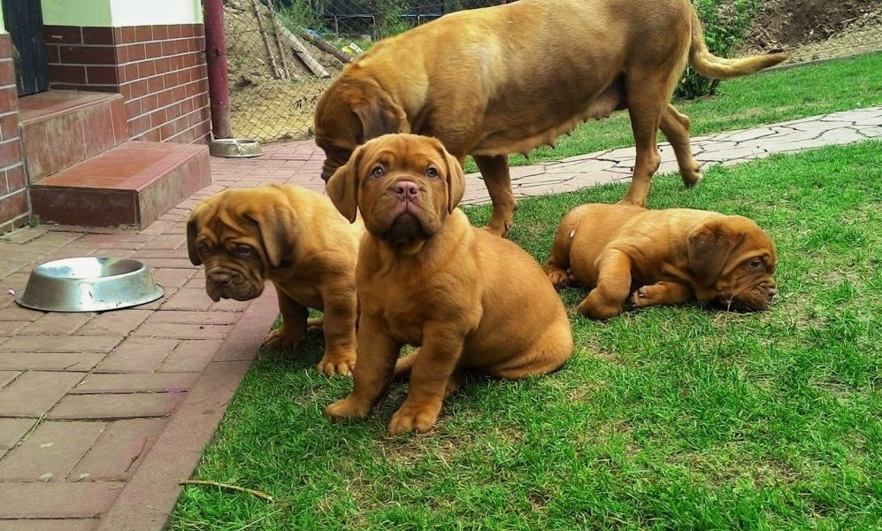 Cuccioli di dogue bordeaux per adozione ( regalo  )