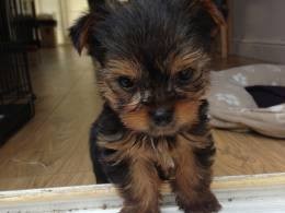 Carino e adorabile Yorkie cuccioli disponibili