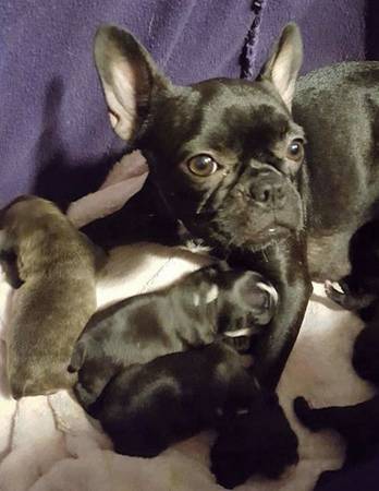 Splendidi cuccioli di Bulldog Francese ad appassionati della specie. per adoption