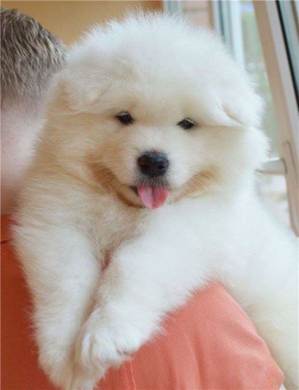   cuccioli di samoiedo  ( per regalo )