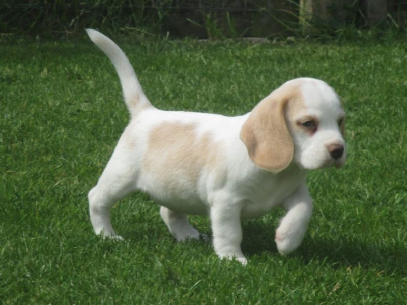 Regalo cuccioli di Beagle