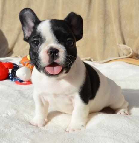 Disponibile cucciolo di bulldog francese