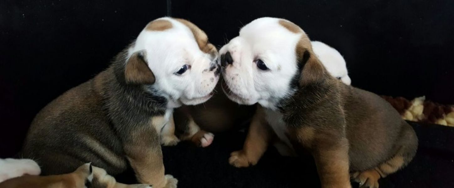 Regalo Bulldog inglese cuccioli disponibili