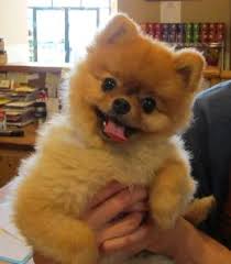 Regalo volpino di pomerania italiano CUCCIOLI  Adorabili volpino di pomerania cuccioli femminucce e 