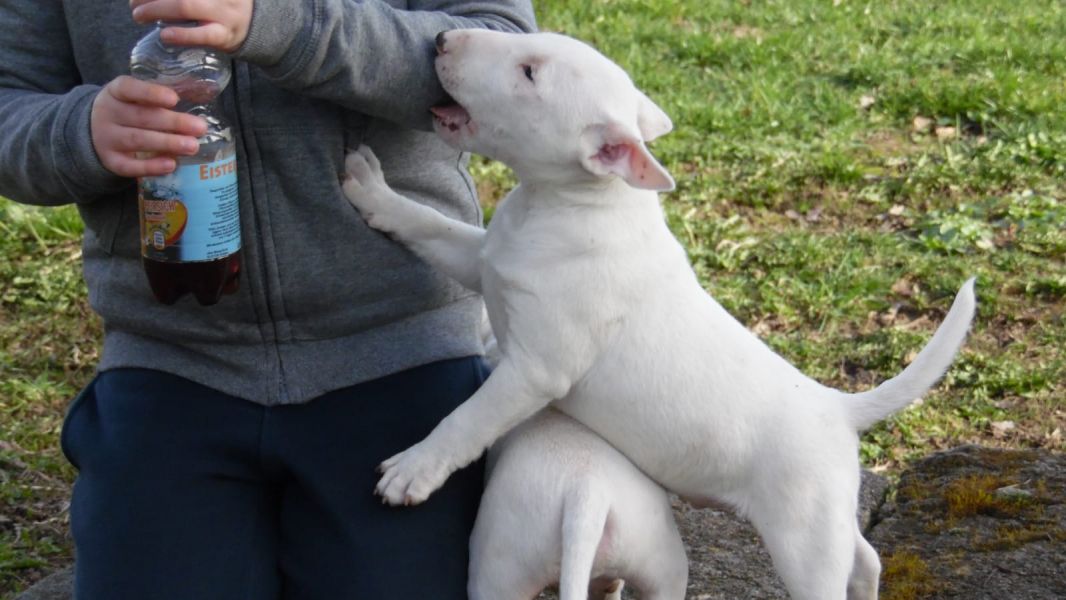 Cuccioli di miniature bull terrier  ( per regalo )