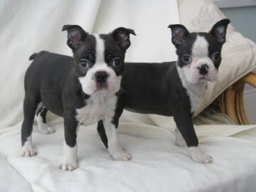 Boston terrier cuccioli