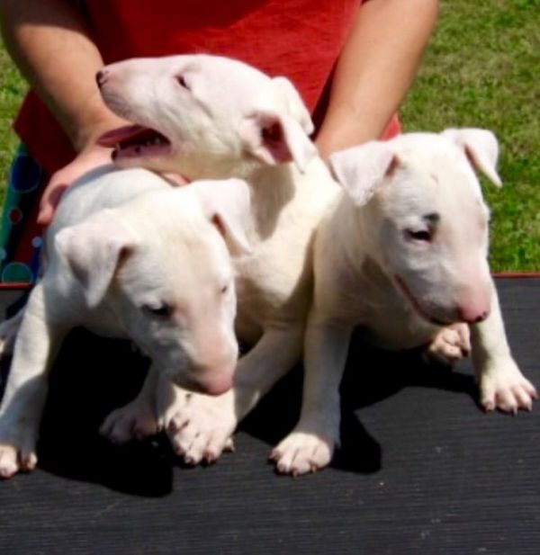 Cuccioli di miniature bull terrier per adozione ( regalo )