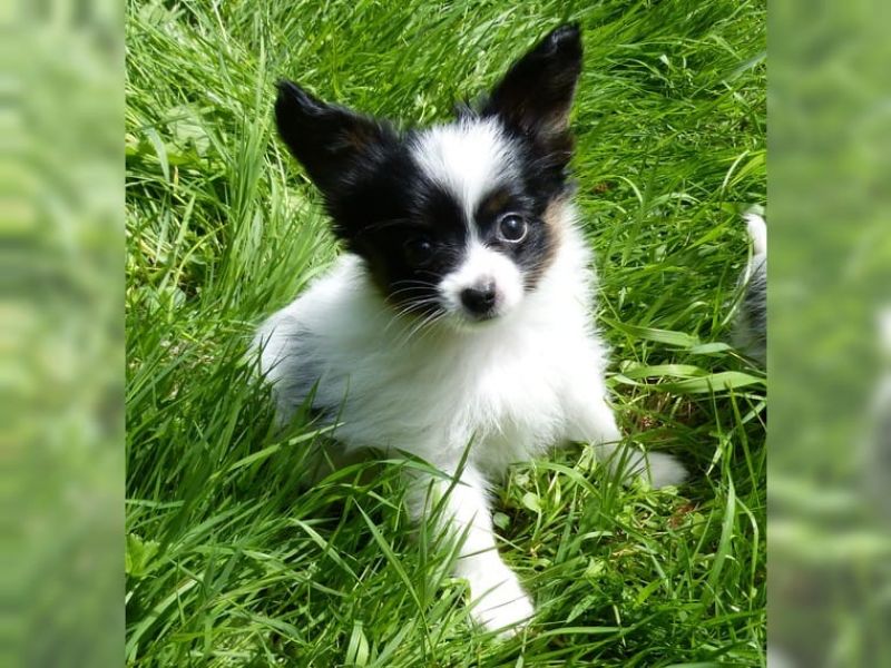 Cuccioli di papillon  ( per regalo )