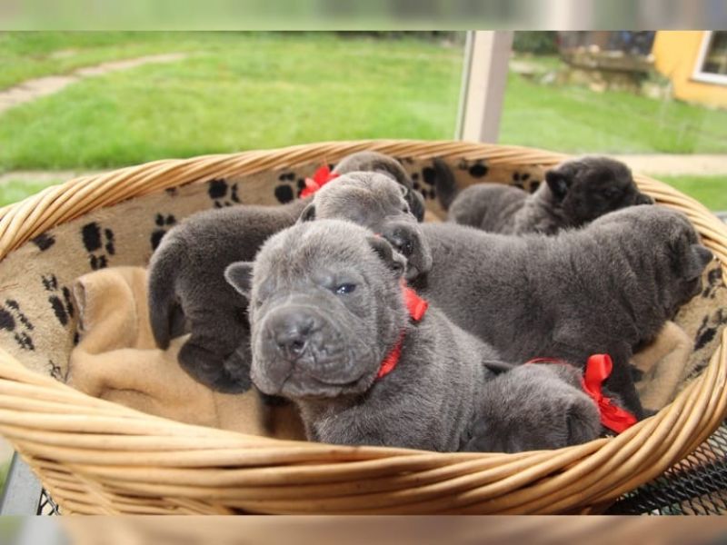 Regalo cuccioli Cuccioli di shar pei