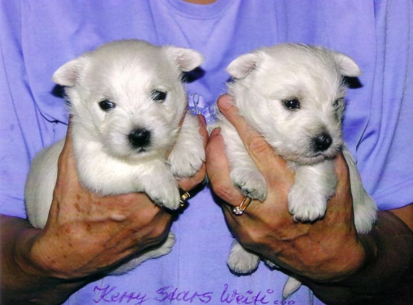 Cuccioli di West highland per adozione ( regalo  )