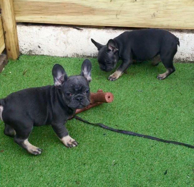 Adorabili cuccioli di Bulldog Francese femminucce e maschietti disponibili per l'adozione