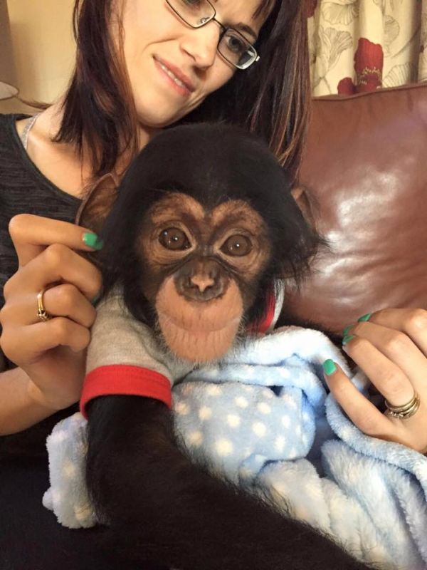 Scimpanzé bambino femminile per l'adozione.
