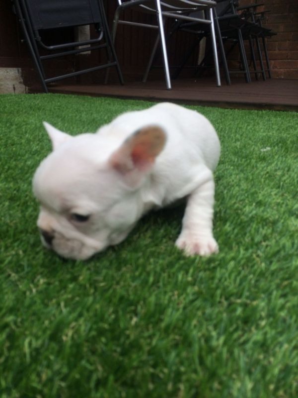Bellissime Cuccioli di bulldog francese