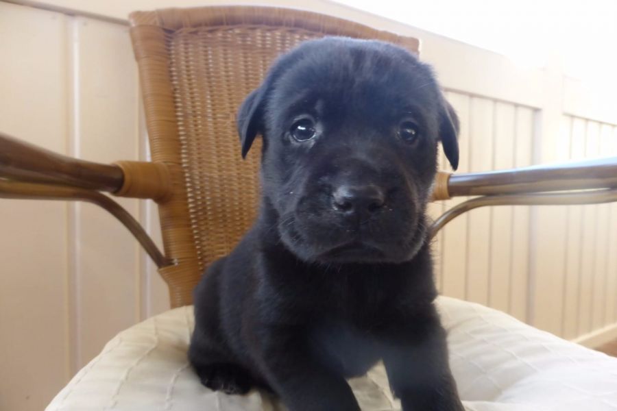  bella e sani cuccioli di labrador per adozione 