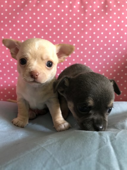 Regalo cuccioli di chihuahua Mini toy