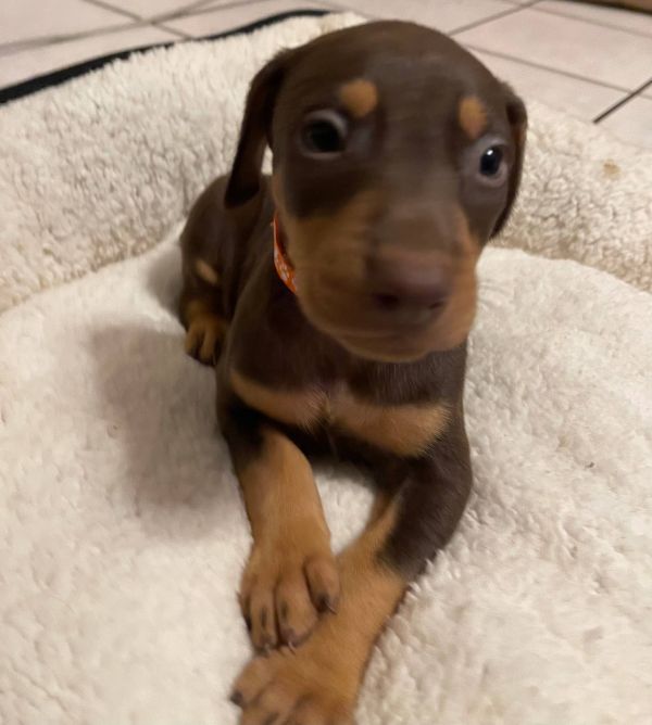 Regalo cuccioli di doberman disponibili. 