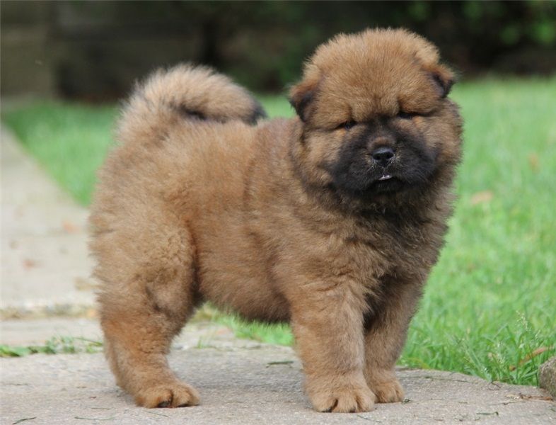   adorabili cuccioli di chow chow in regalo