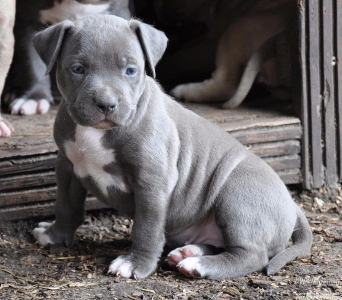   cuccioli di pitbull  per adozione ( regalo  )