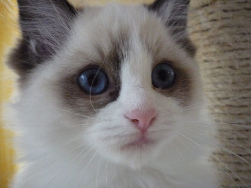   regalo siamese gattini  disponibili per l'adozione