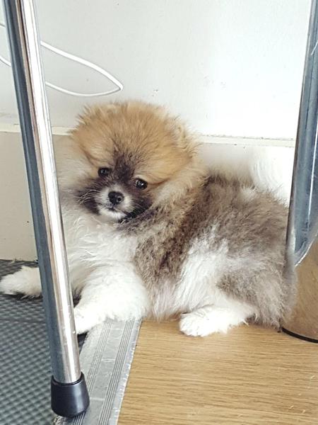  Volpino di pomerania