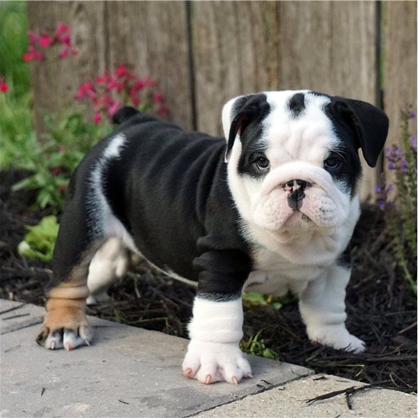 Regalo cuccioli di bulldog inglese disponiamo di una cucciolata di bulldog inglesi,con microchip,2 v