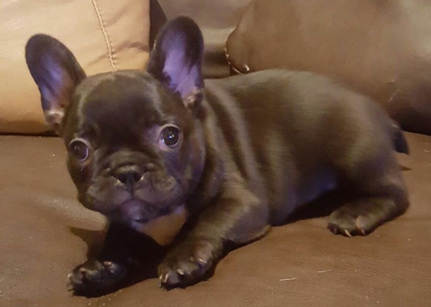 REGALO Cuccioli di Bulldog Francese