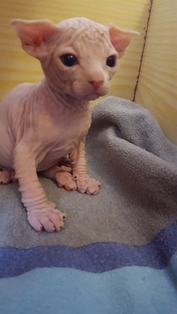 Molto bella e sani gattini Sphynx  per adozione maschi e femmine disponibili (gratis) 