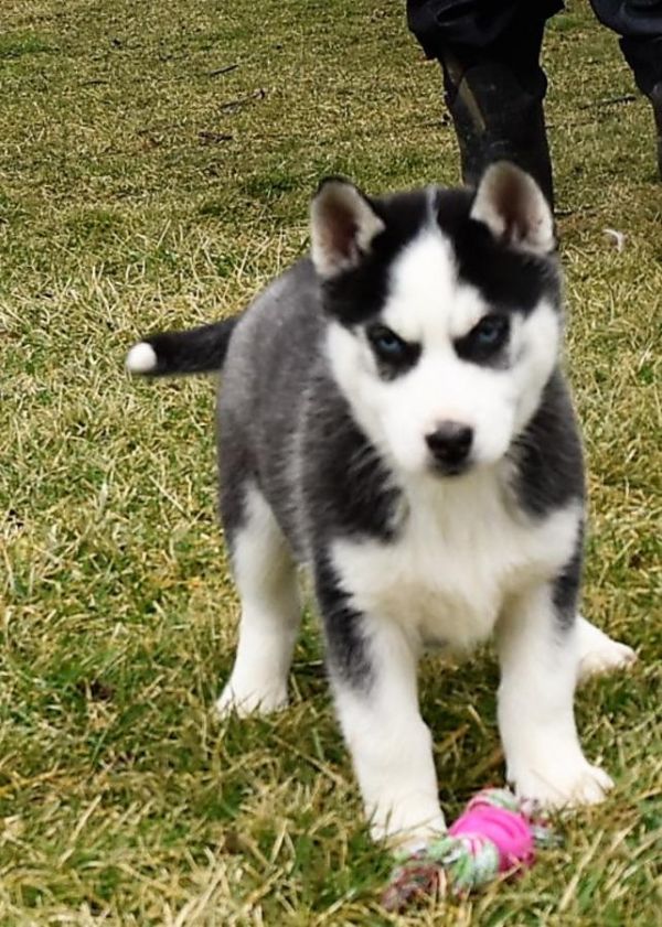 Maschio e femmina Siberian Husky cuccioli in cerca di una casa