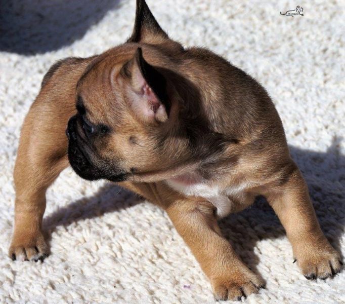 Maschio e femmina adorabile bulldog francese  cuccioli disponibili per l'adozione