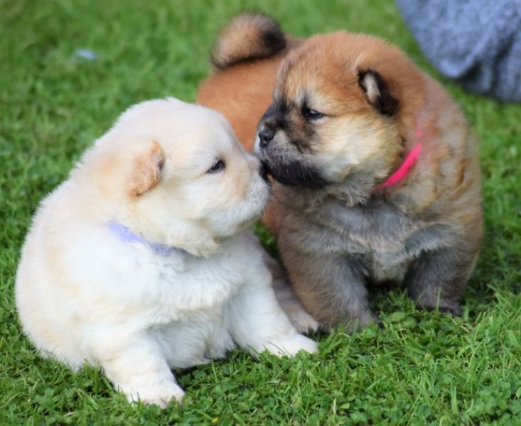  adorabili cuccioli di chow chow in regalo