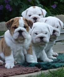 Cucciol di Bulldog Inglese
