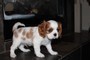 Bellissimi cuccioli di Cavalier King  bellissimi cuccioli di Cavalier King,,