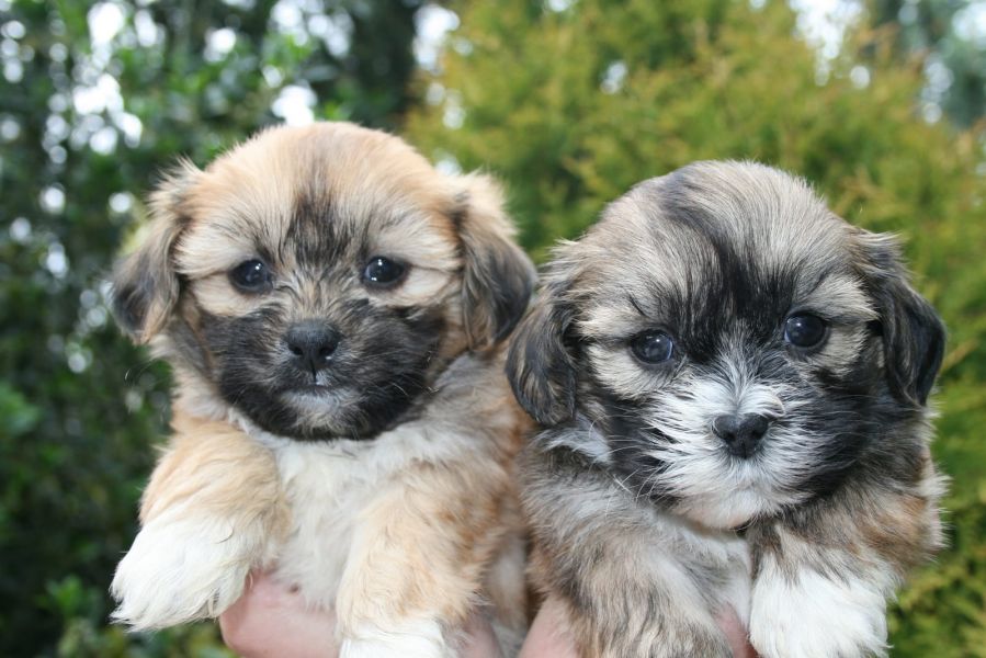 cuccioli di shih tzu per adozione ( maschio e femmina )