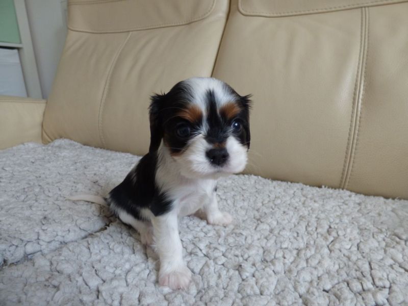 Cuccioli di cavalier king disponibili
