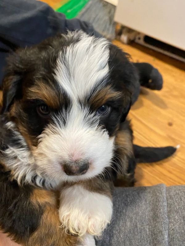   Disponibili cuccioli di Bernedoodle in miniatura