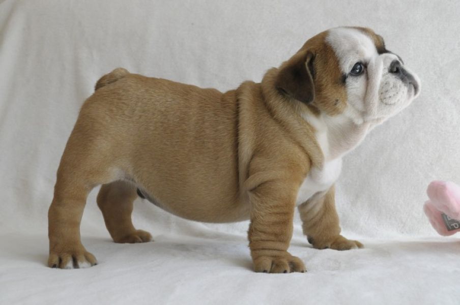 Regalo Bulldog inglese cuccioli disponibili