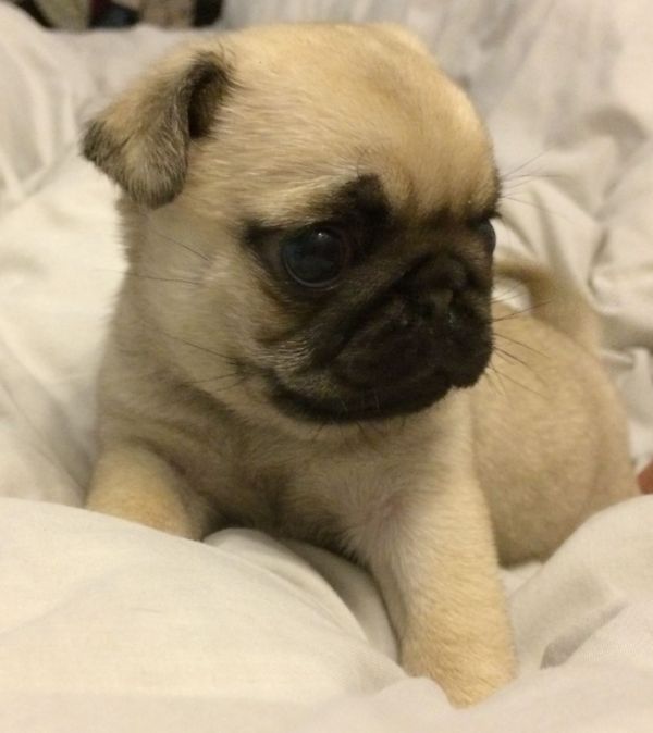 Cuccioli carlino disponibili