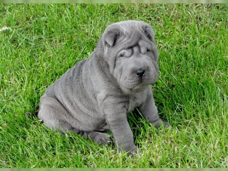 Maschio e femmina cuccioli di shar pei))